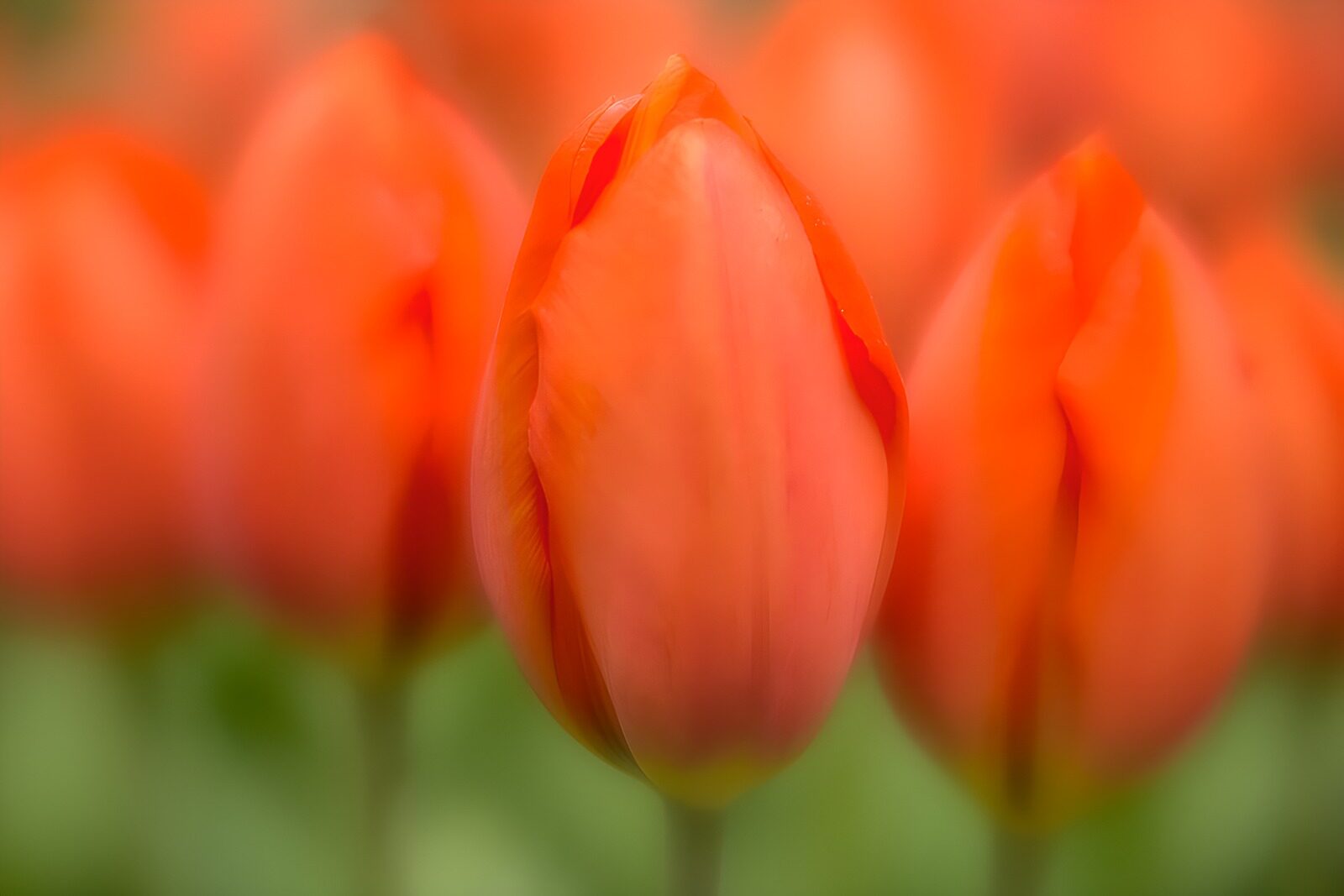 TPES38038: Tulipanes naranjas en suave desenfoque