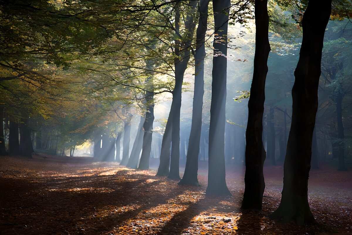 El sol teje sombras entre los árboles