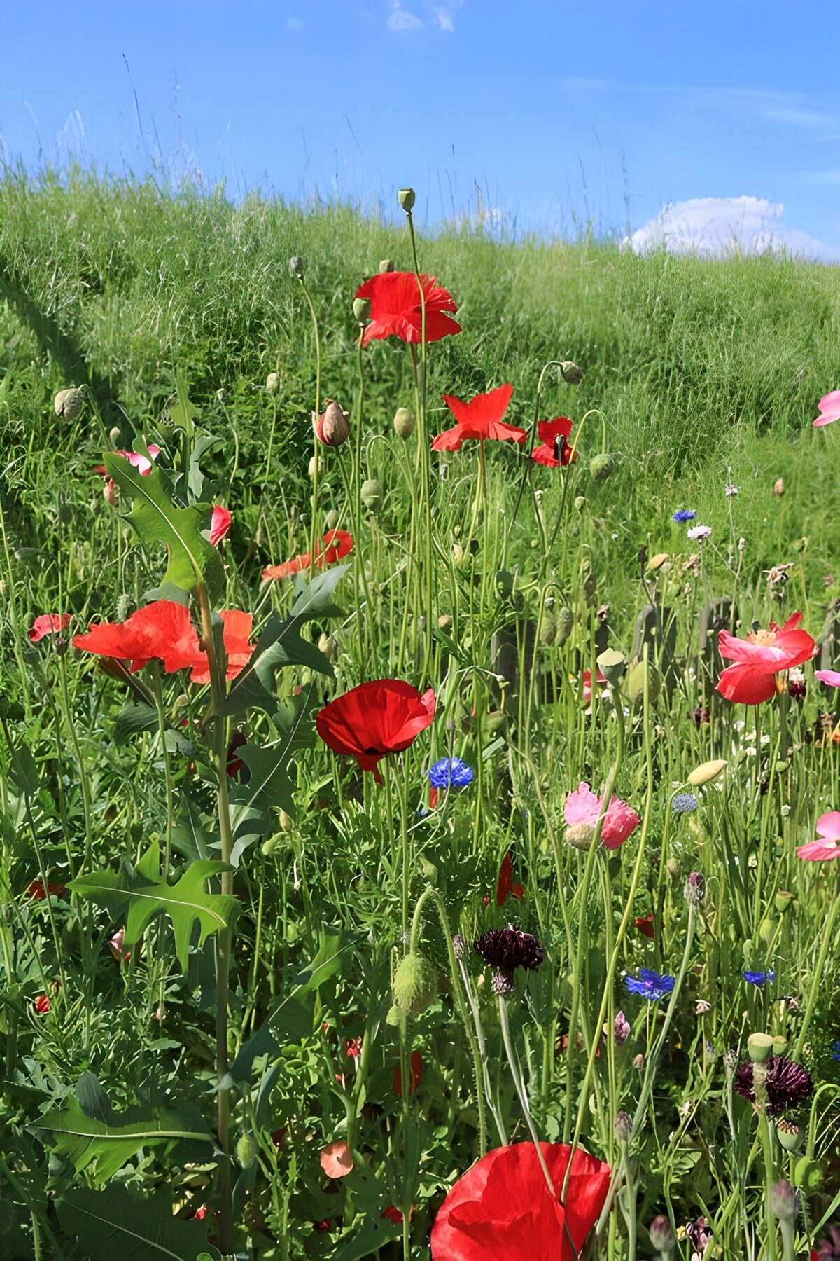 Pradera de amapolas y acianos al sol