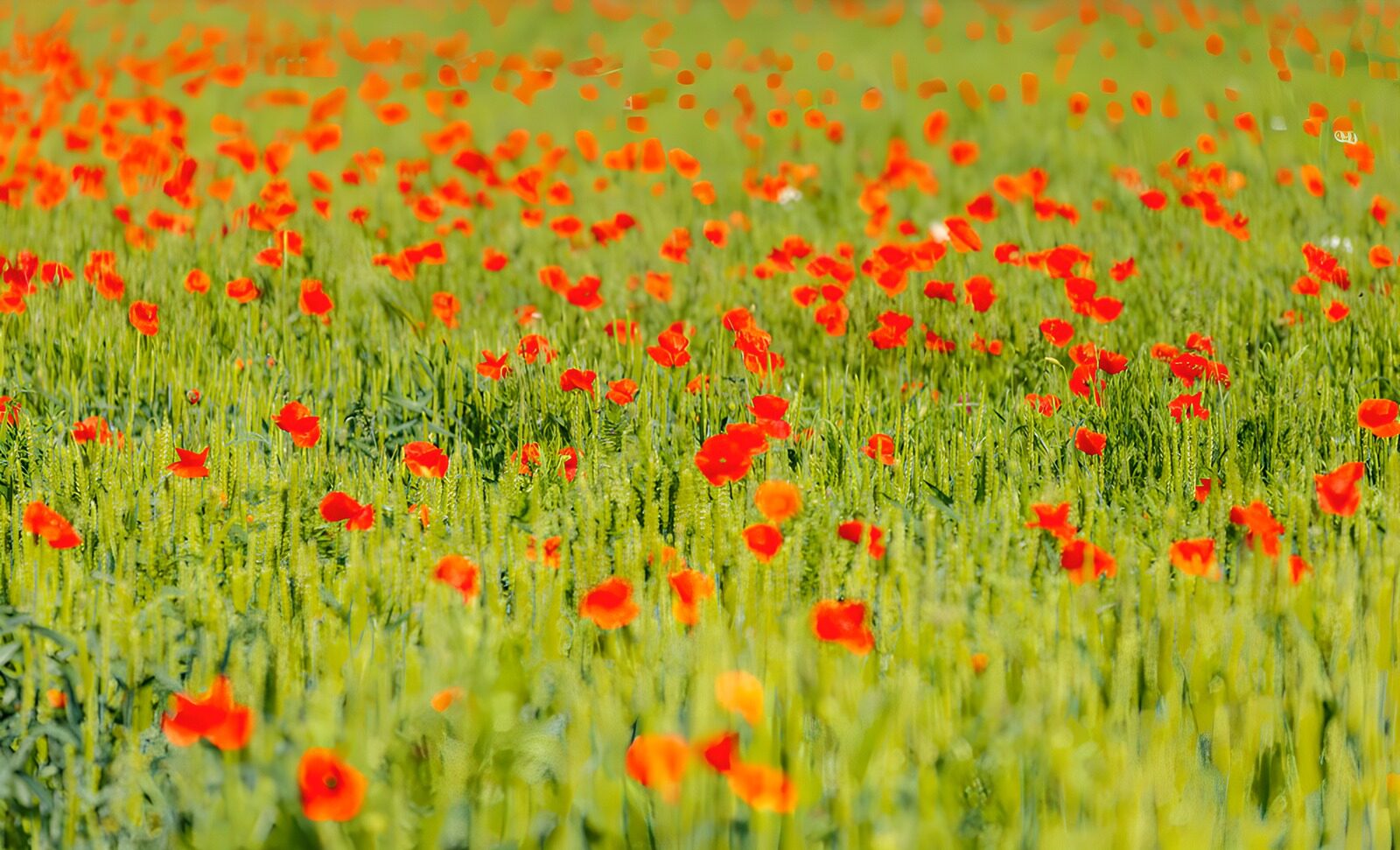 TPES72630: Amapolas rojas entre espigas verdes