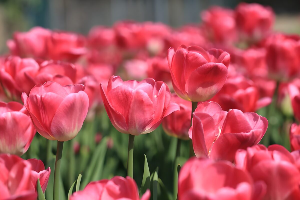 Tulipanes rosas a pleno sol