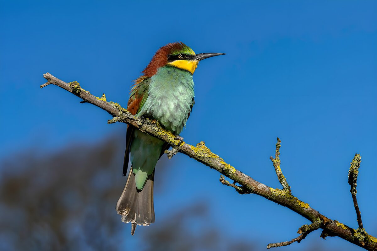 Abejaruco europeo al sol en una rama