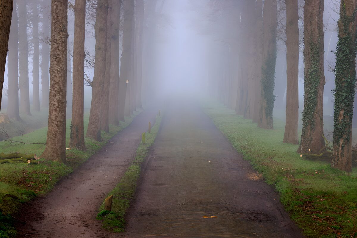 Carretera arbolada entre la niebla