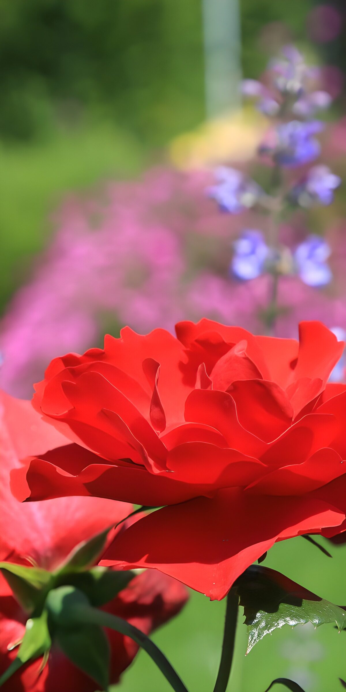 TPES23370: Rosa roja abierta a pleno sol