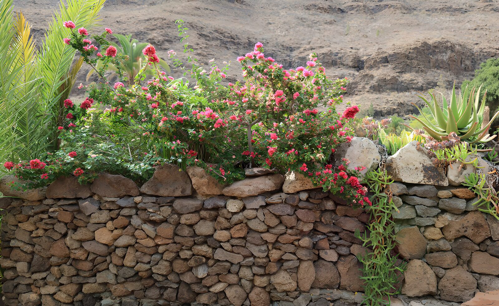 TPES72177: Muro de piedra con flores rosas