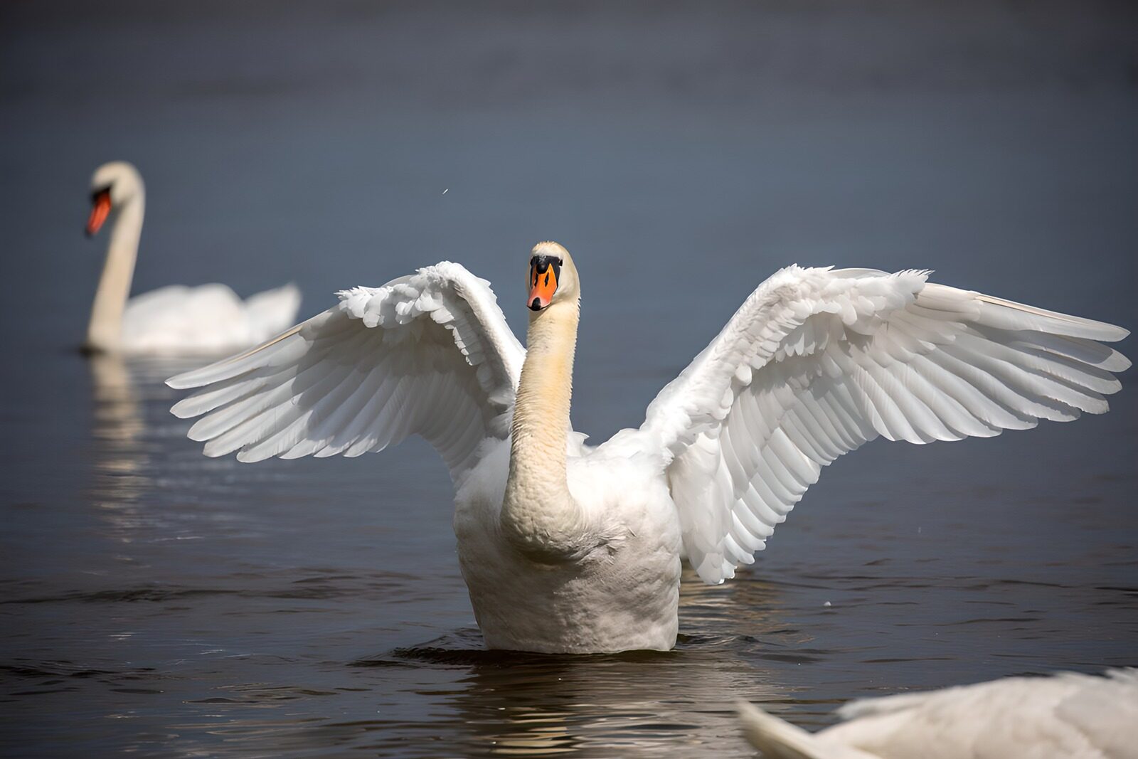 TPES72407: Cisne con alas de luz sobre el agua