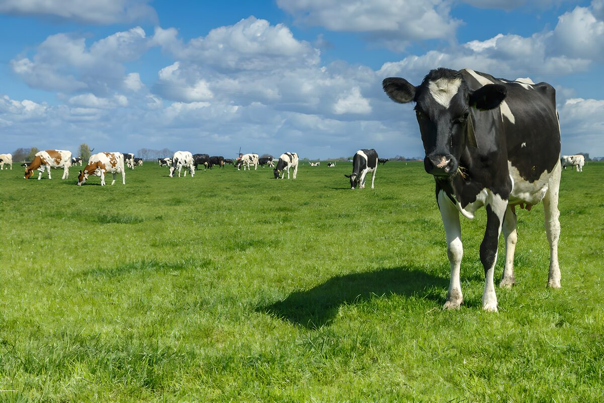 Vaca blanca y negra en un prado soleado