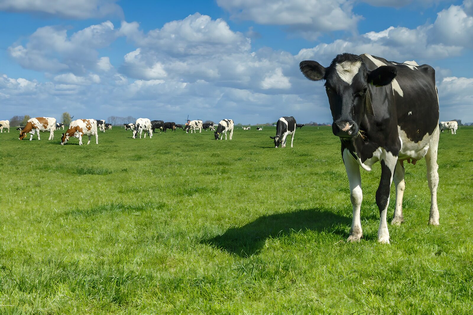 TPES18640: Vaca blanca y negra en un prado soleado