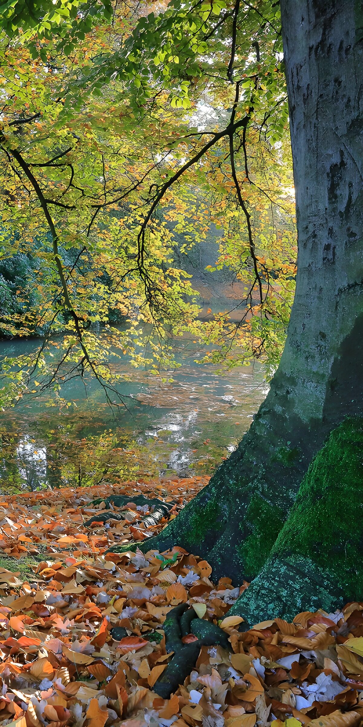 TPES72263: Bosque de otoño junto al agua