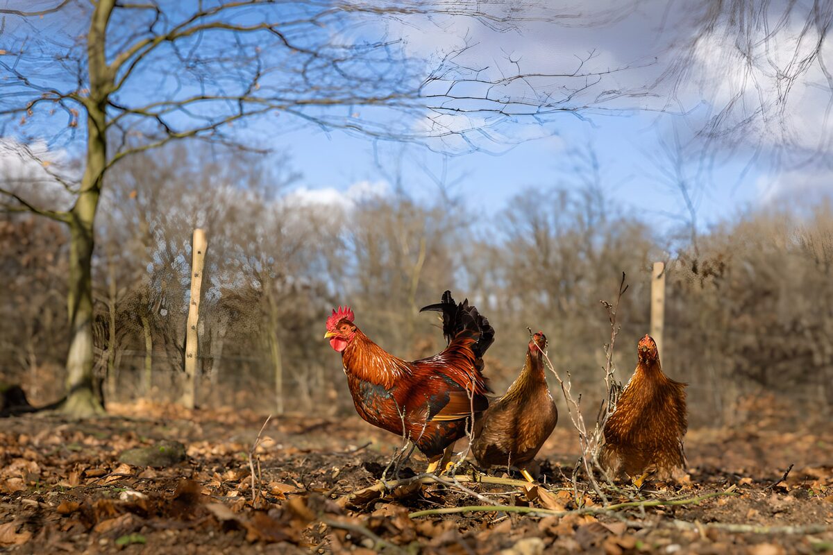 Un gallo y dos gallinas entre hojas secas