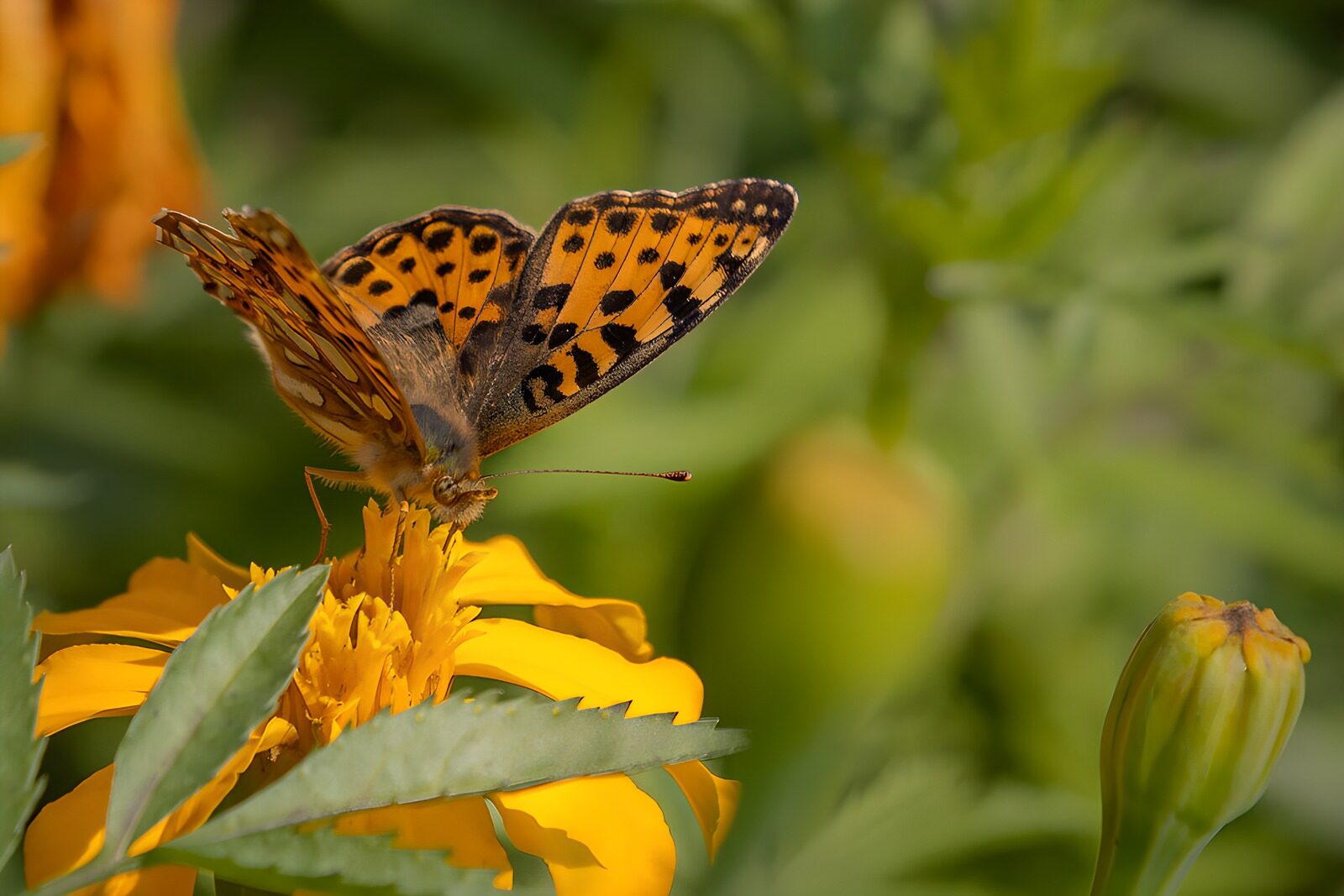 TPES44482: Mariposa naranja sobre una flor amarilla