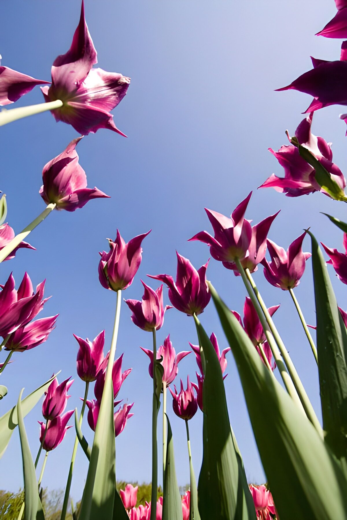 Tulipanes rosas y morados bajo el cielo azul