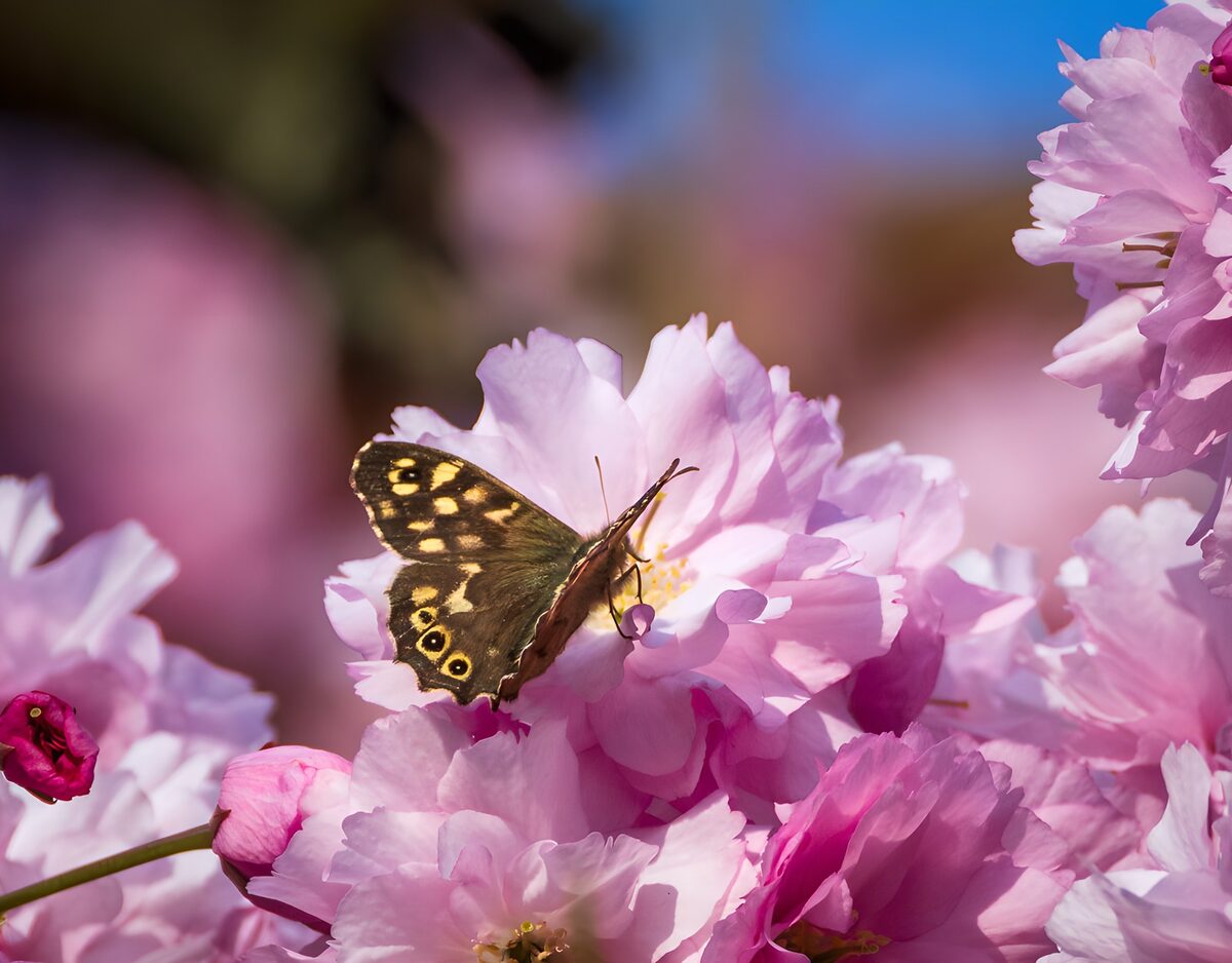 Mariposa marrón entre flores rosas