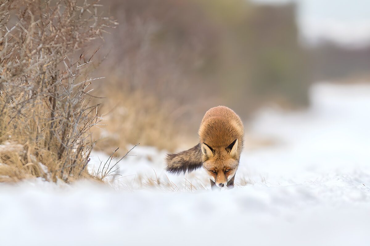 Zorro rojo olfateando la nieve