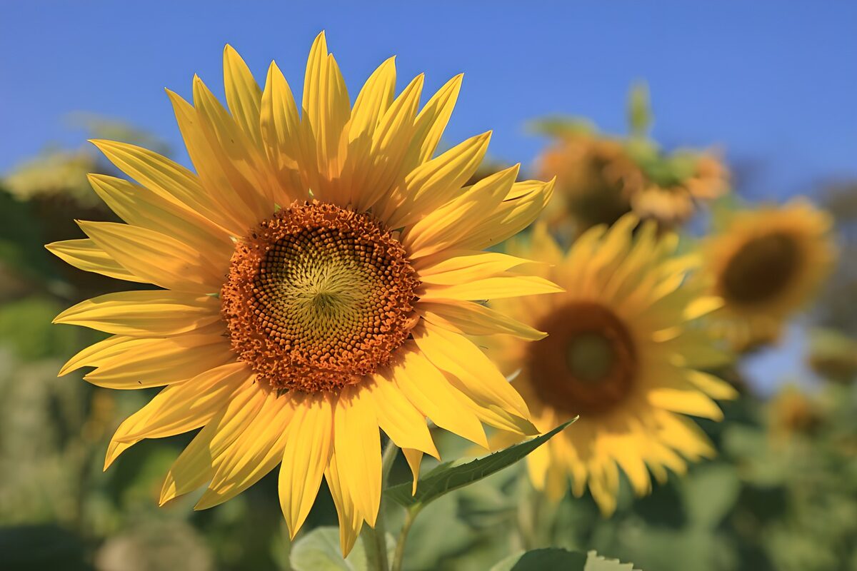 Girasol amarillo a pleno sol