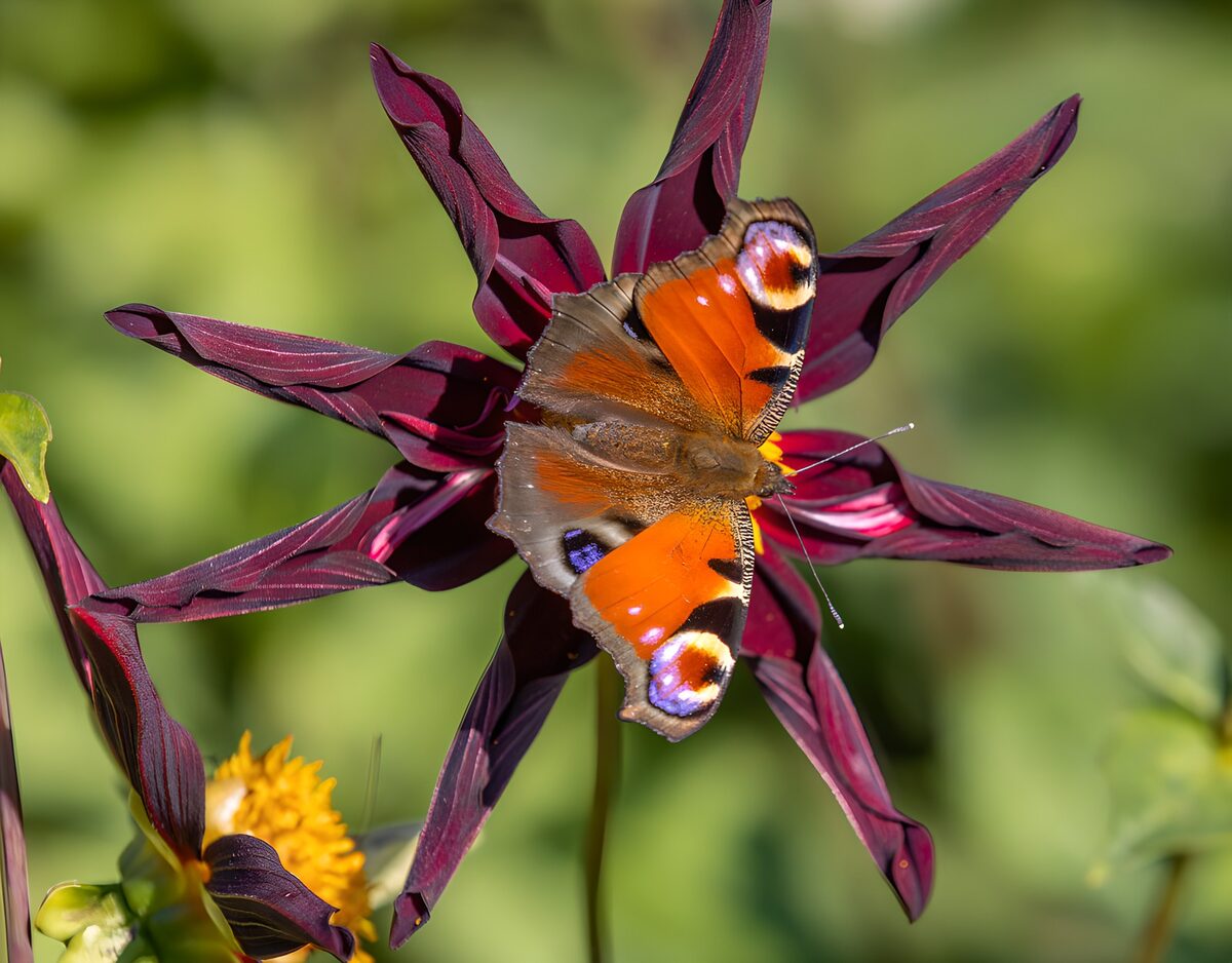 Mariposa pavo real en flor granate al sol