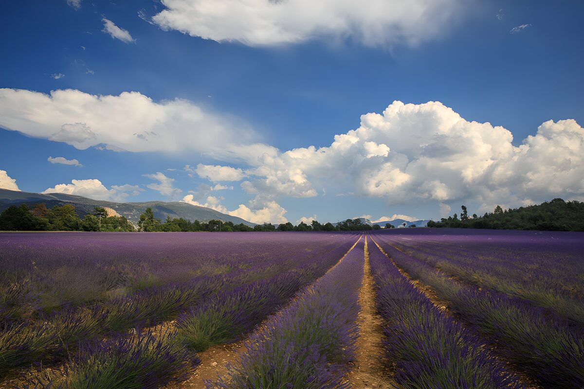Campo de lavanda bajo un cielo de nubes
