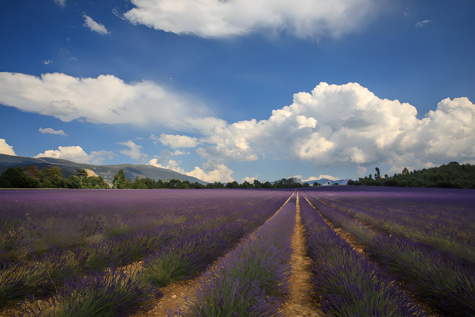 TPES95220: Campo de lavanda bajo un cielo de nubes