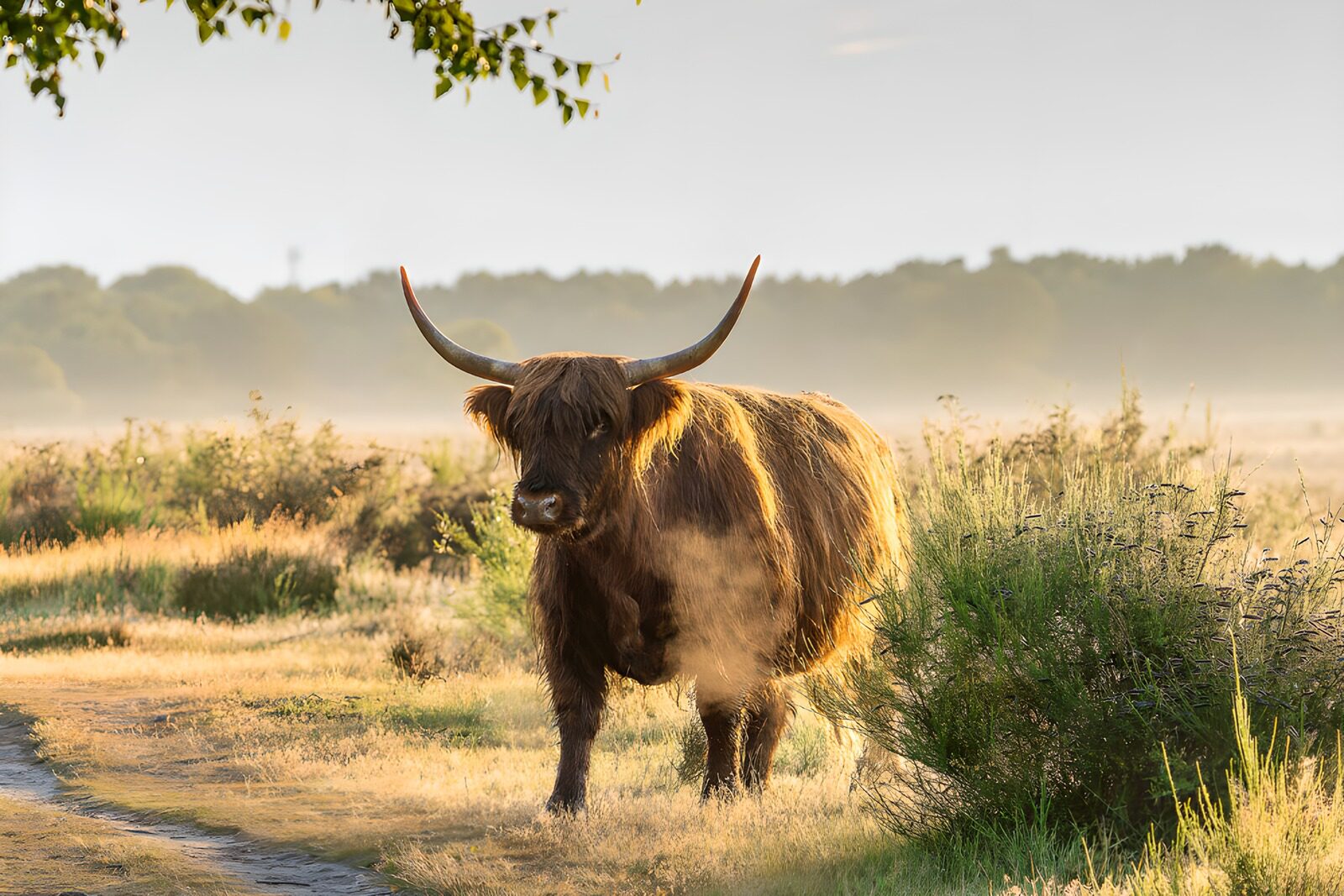 TPES11505: Vaca highland junto al sendero al amanecer