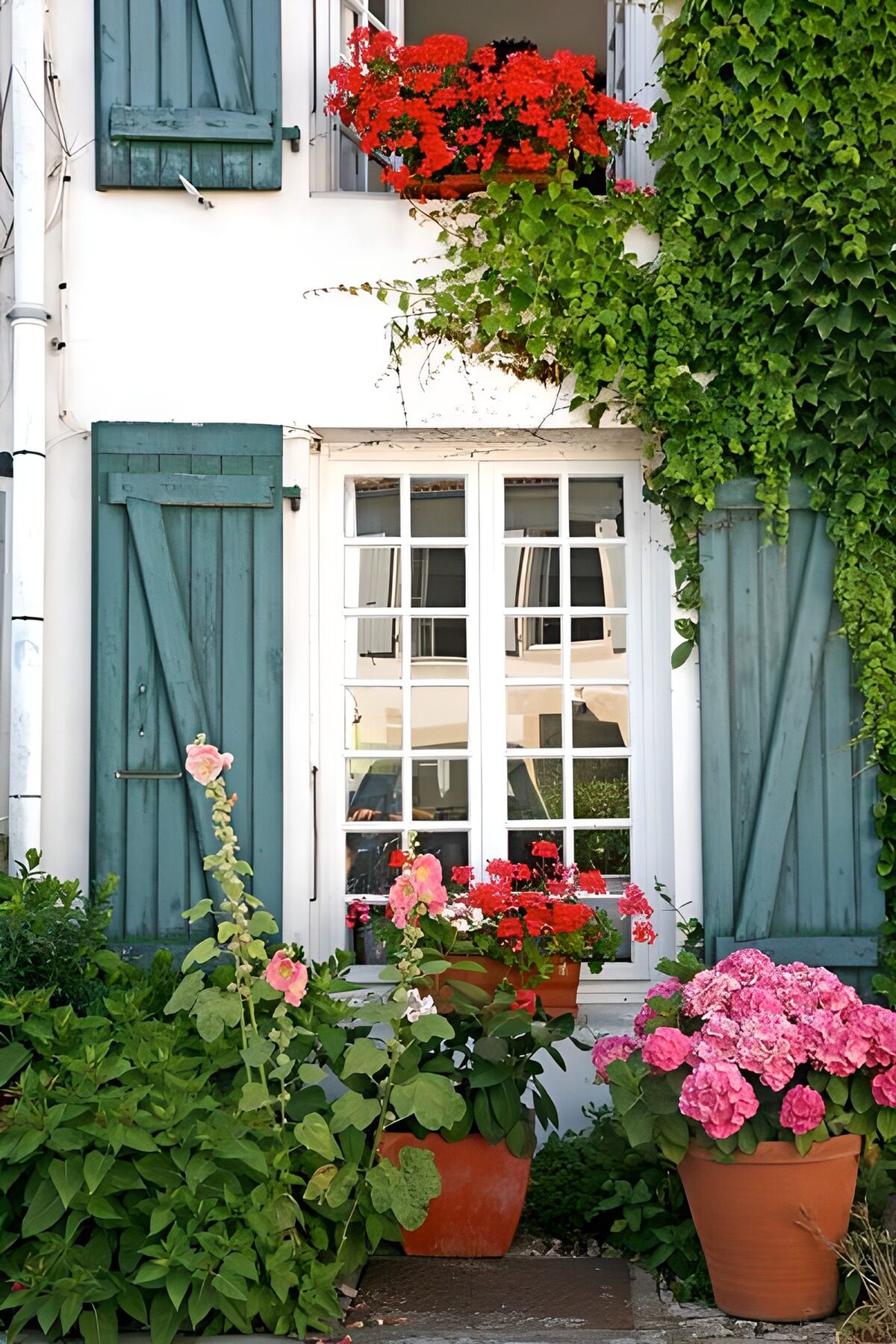 TPES55729: Contraventanas verdes y flores al sol