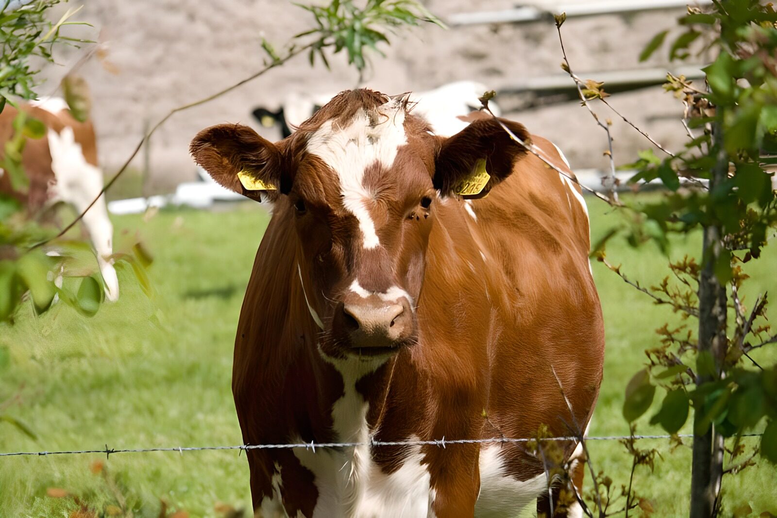 TPES91333: Vaca marrón y blanca de mirada curiosa