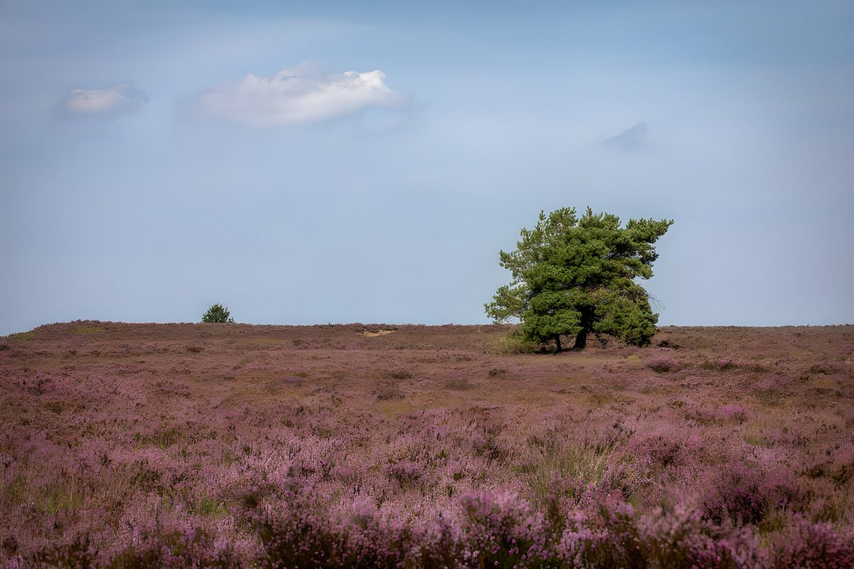 TPES94024: Brezo morado y un árbol solitario