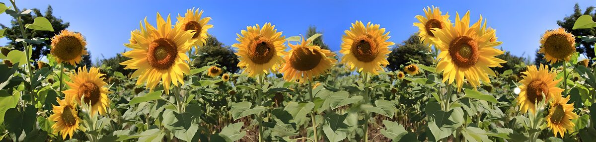 Girasoles amarillos bajo el cielo azul