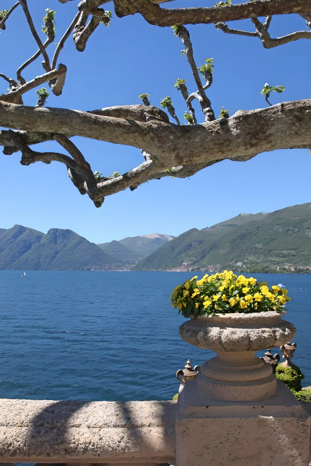 Flores amarillas junto al lago azul