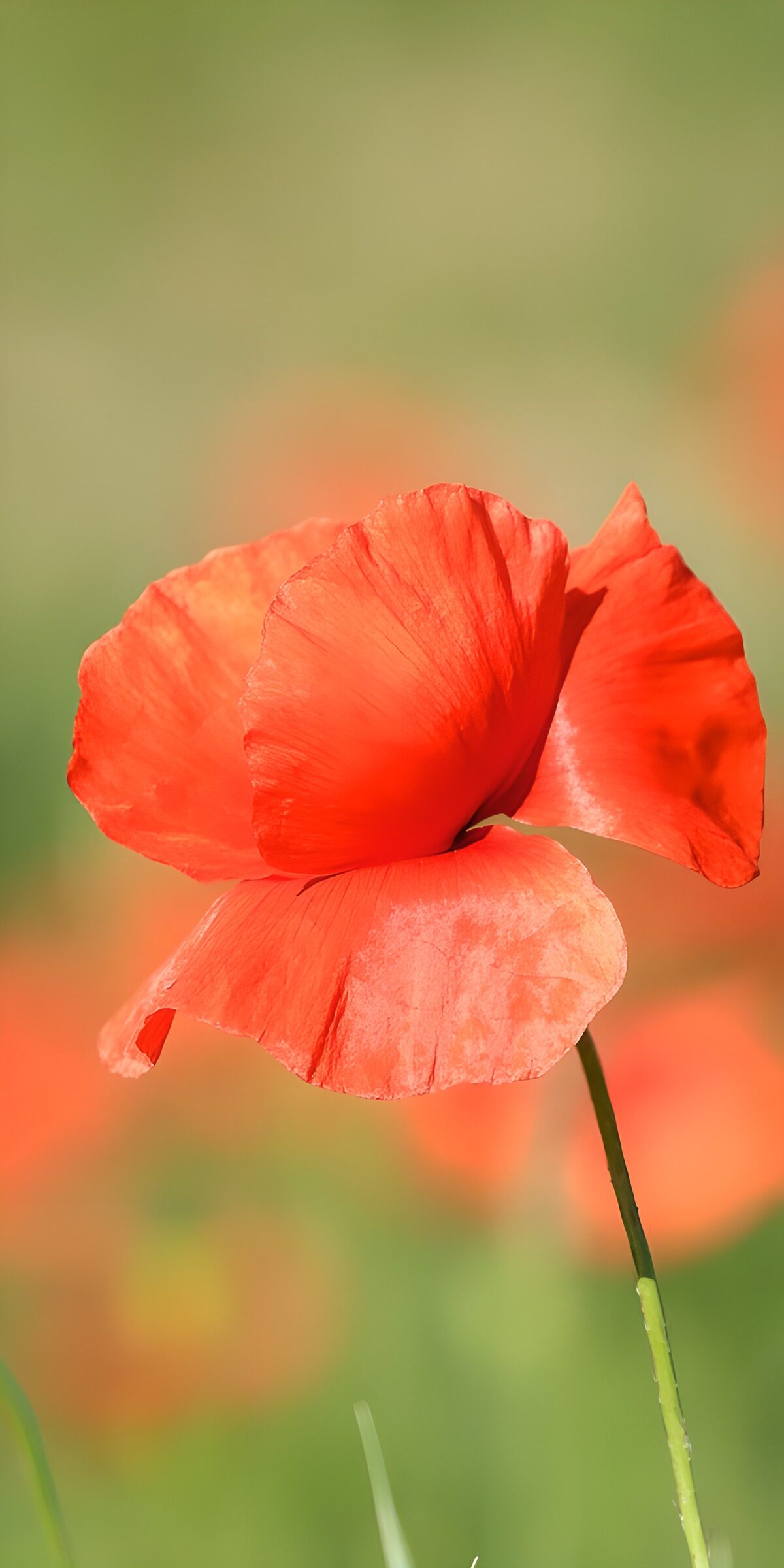 TPES70557: Amapola roja a plena luz