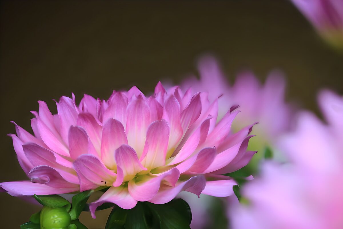 Flor rosa en primer plano y luz suave