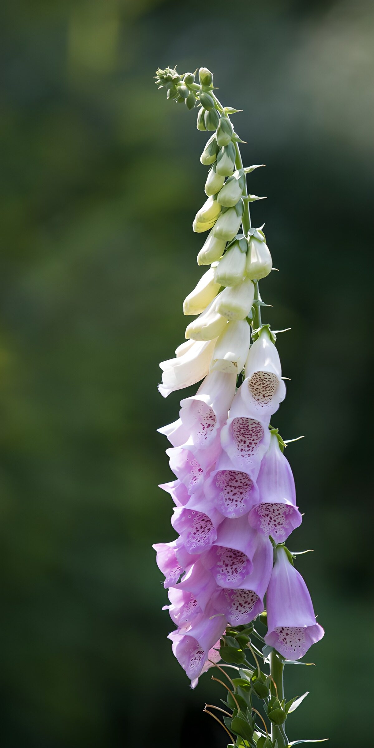 TPES70340: Dedalera rosa y blanca al sol