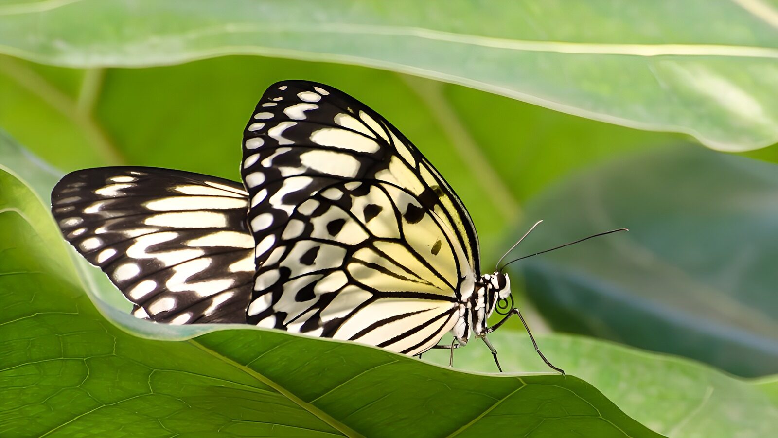 TPES79401: Mariposa blanca y negra en reposo