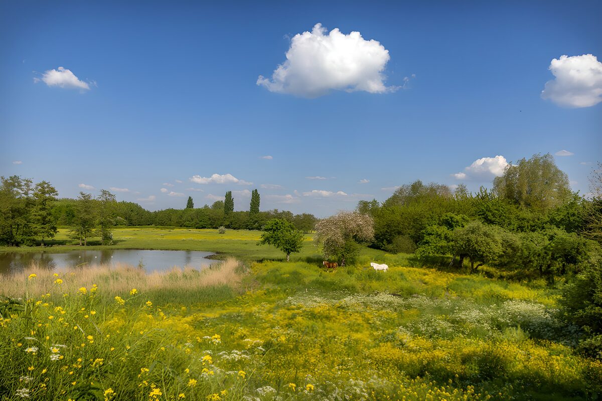 Caballos en un prado de flores al sol