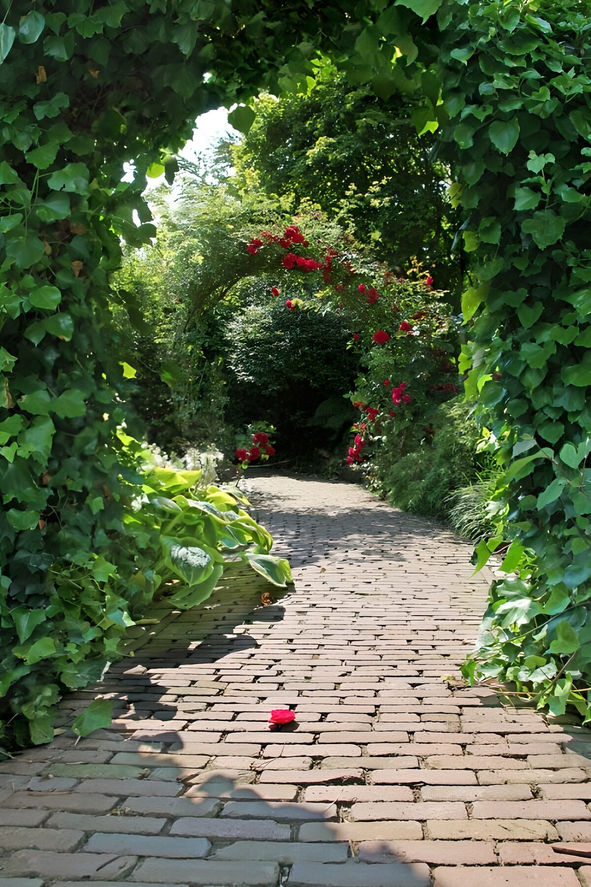 Sendero de ladrillo entre hiedra y rosas