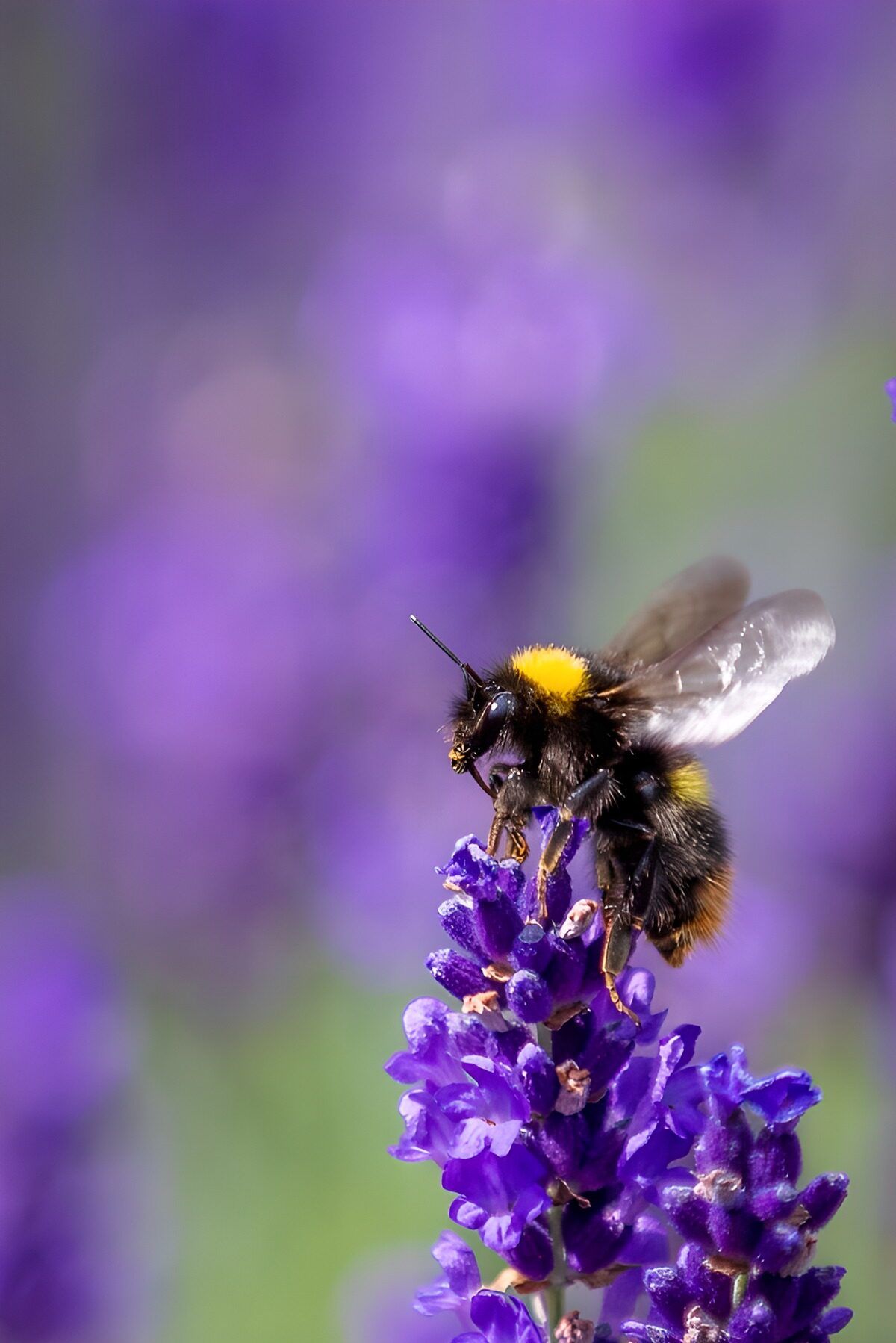 TPES71979: Abejorro sobre lavanda al sol