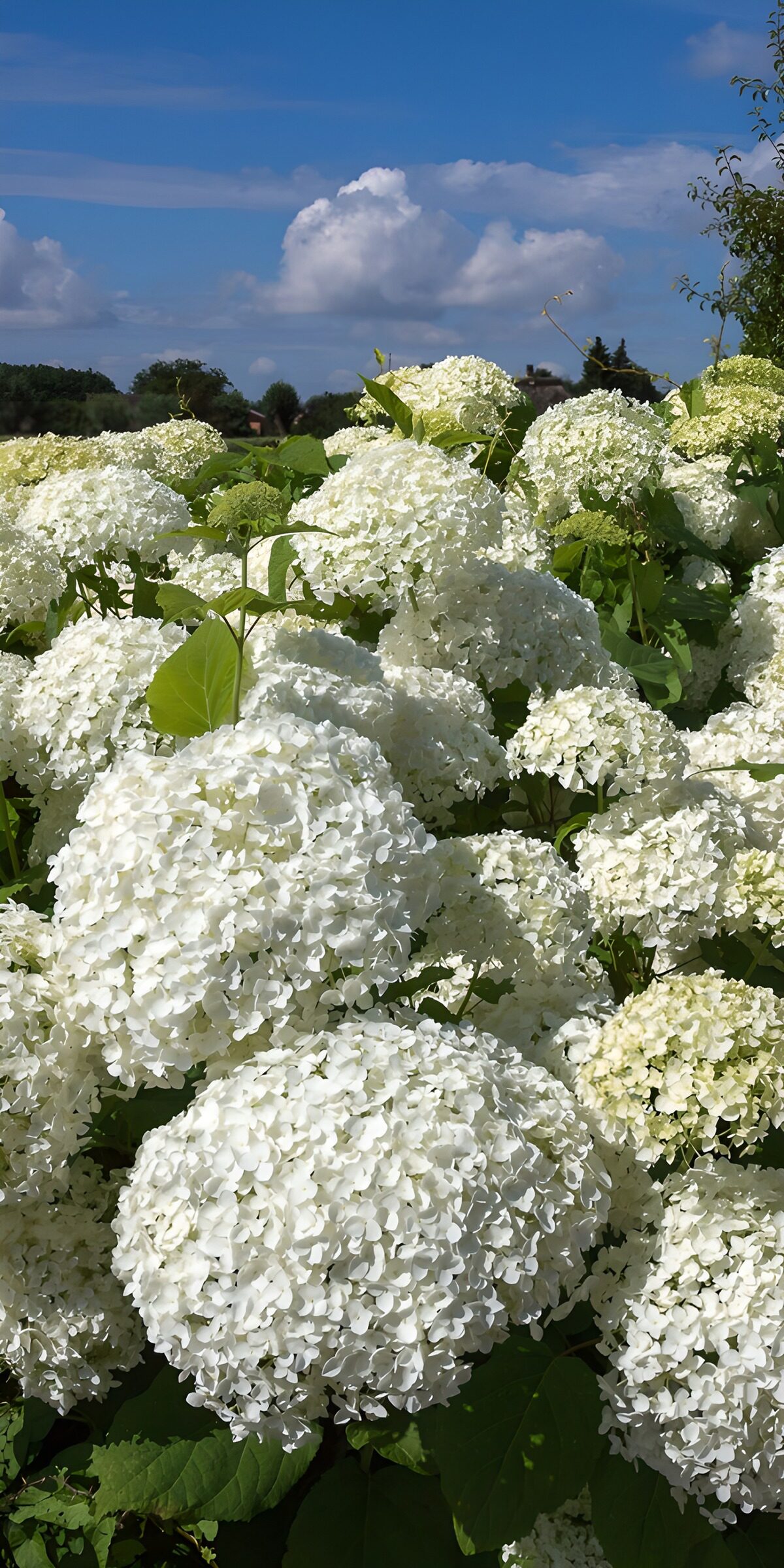 TPES18450: Hortensias blancas bajo el cielo azul