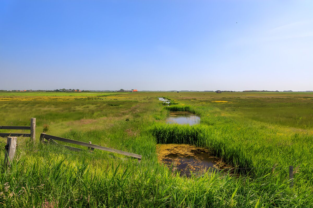 TPES31643: Pradera con un canal entre juncos
