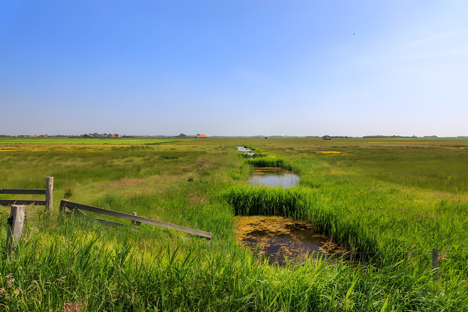 TPES31643: Pradera con un canal entre juncos