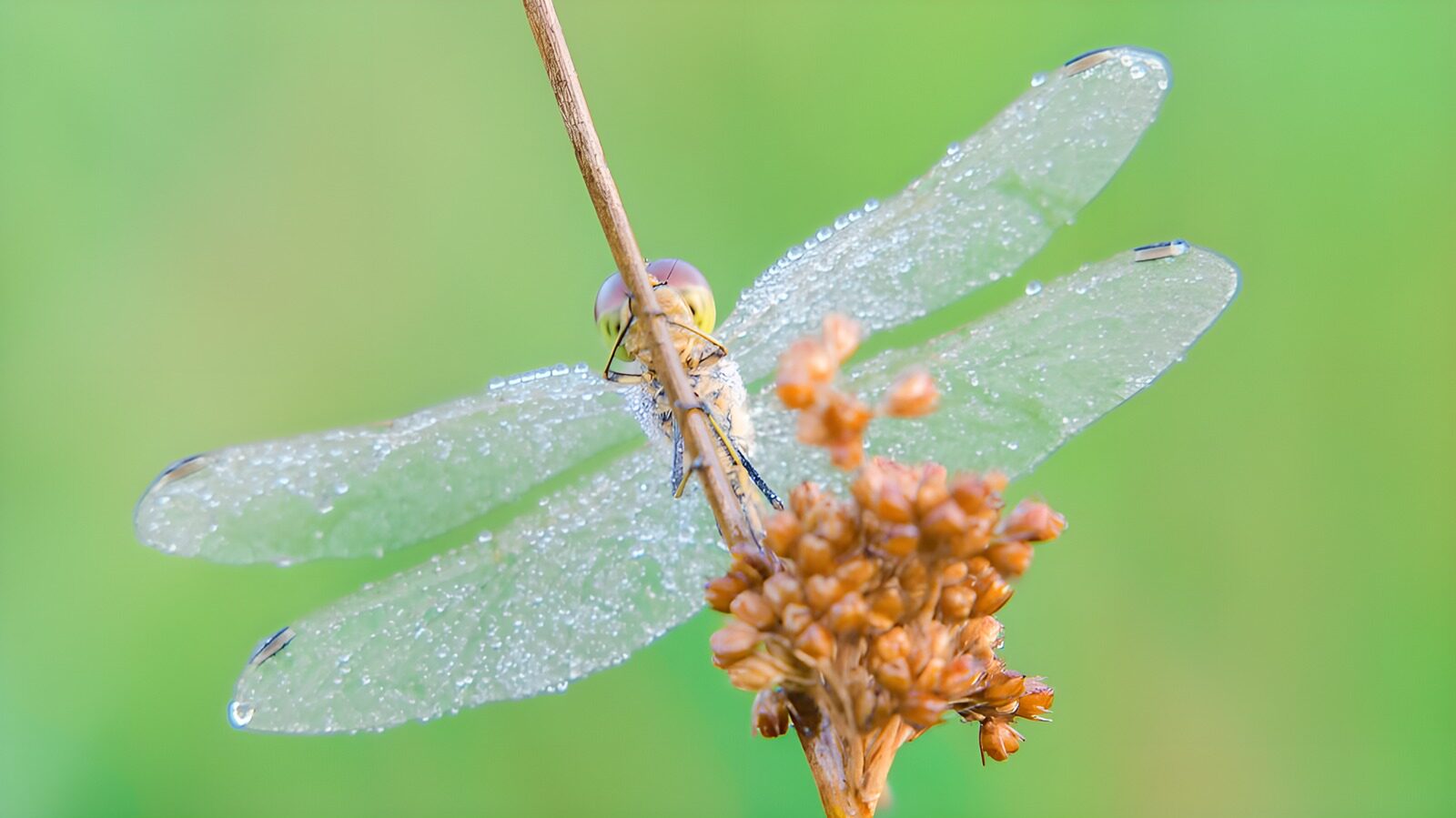 TPES59629: Libélula con gotas de agua en las alas