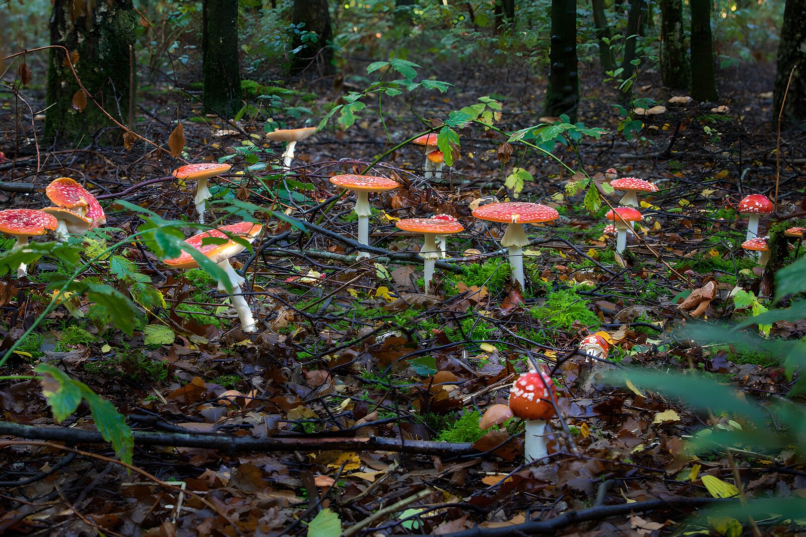 TPES99744: Setas rojas entre musgo y hojas de otoño