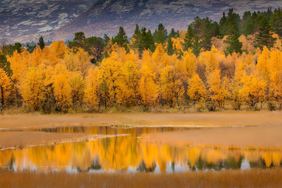 Bosque dorado junto al agua en calma