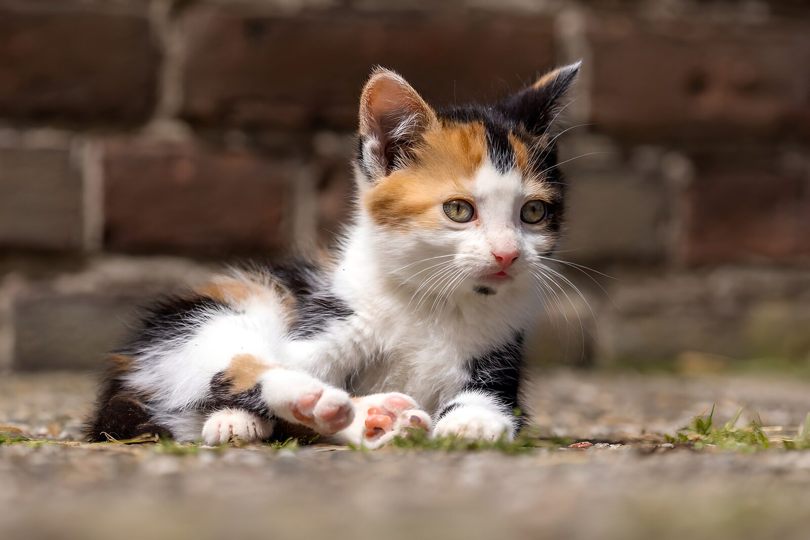 TPES89432: Gatito tricolor sentado y atento