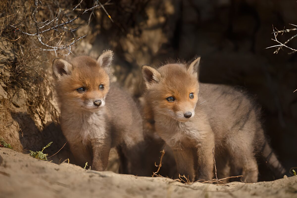 Dos cachorros de zorro al sol
