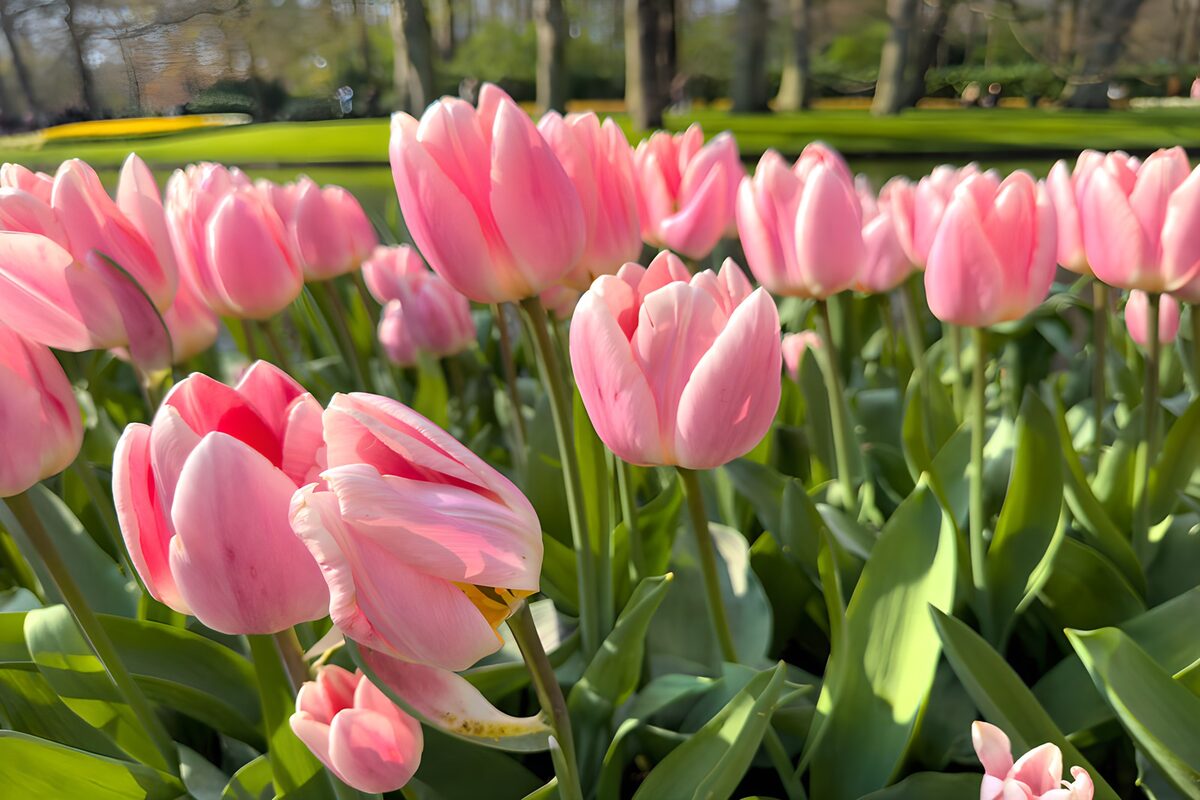 La luz se posa en los tulipanes rosas