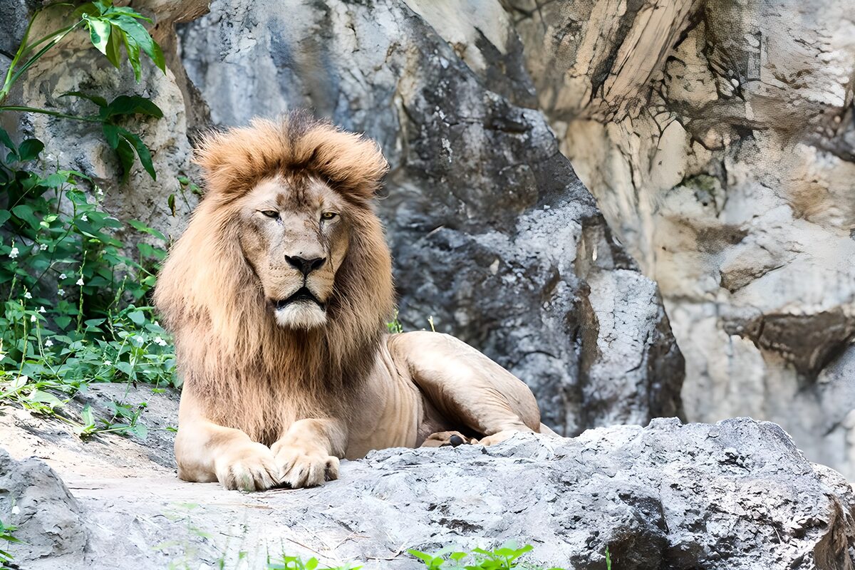 León en reposo sobre roca gris