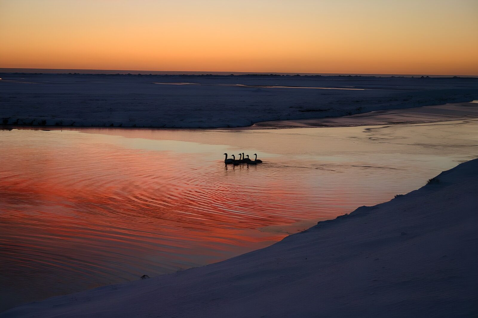 TPES23903: Aves entre nieve al atardecer