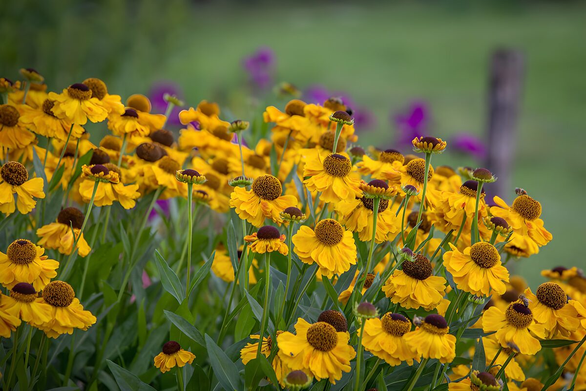 Flores amarillas bajo una luz suave