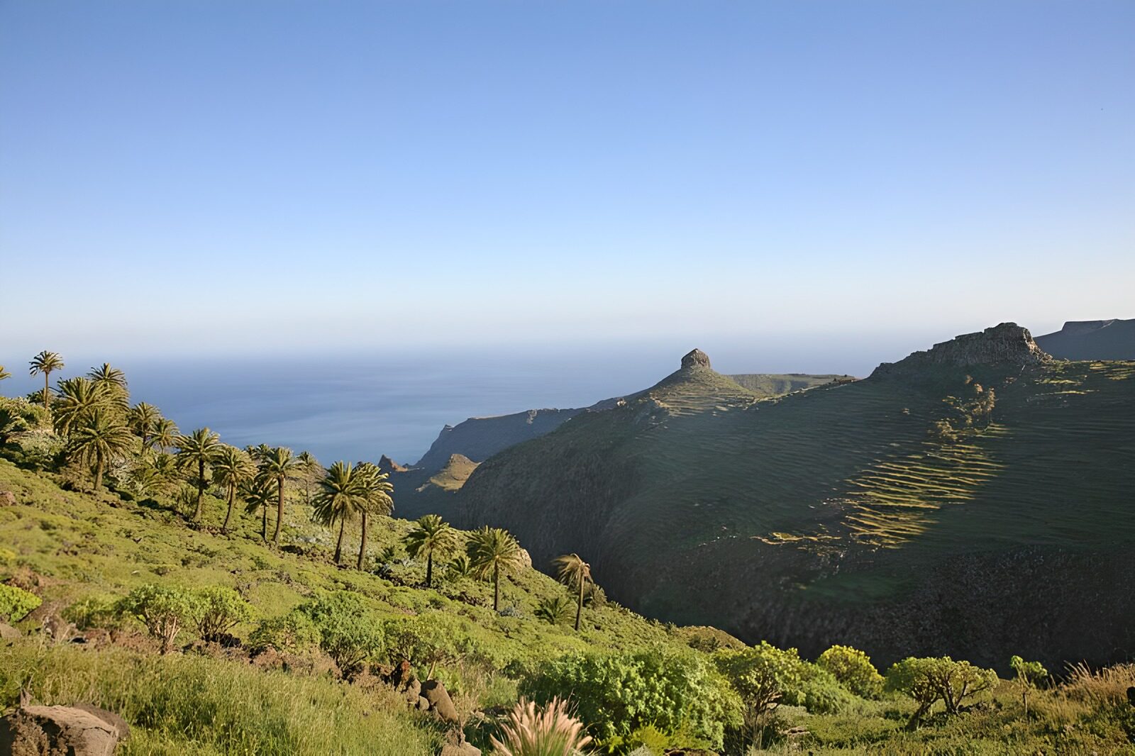 TPES46971: Ladera de palmeras frente al mar