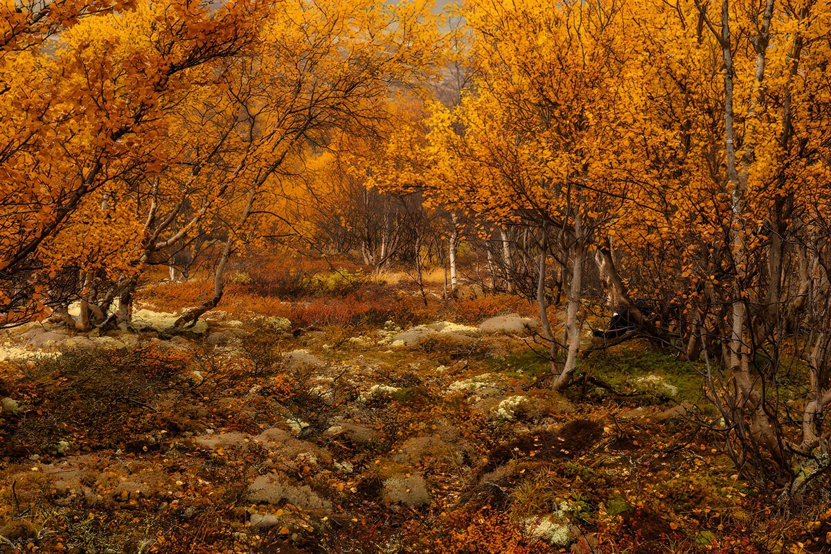 Bosque dorado entre rocas y musgo