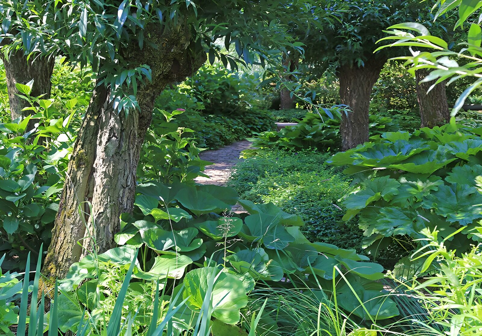 TPES87117: Sendero entre árboles y hojas grandes